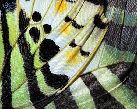 Responsible Business Butterfly Wing Adobestock 471860907
